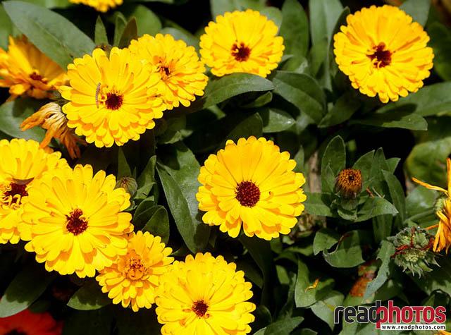 Yellow Flowers Sri Lanka News