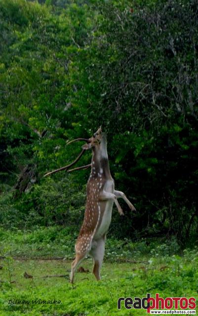 Deer On Hind Legs