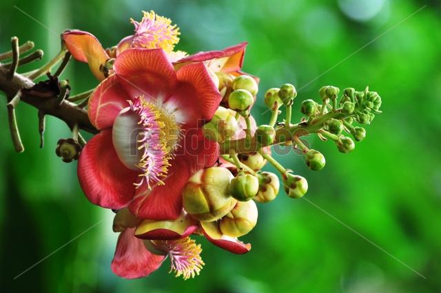 Sal Flower Sri Lanka News Wildlife