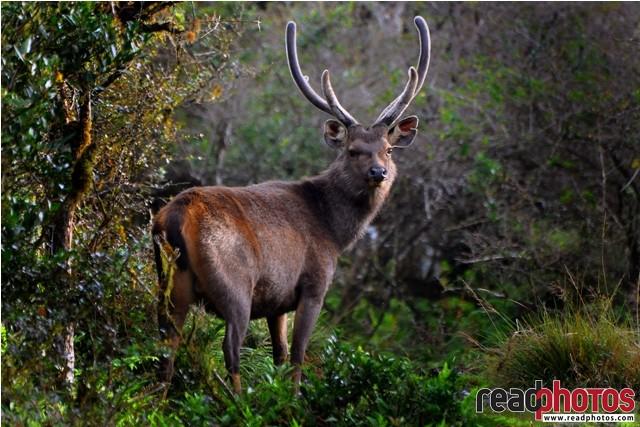 Lone elk in a forest, Sri Lanka - Read Photos
