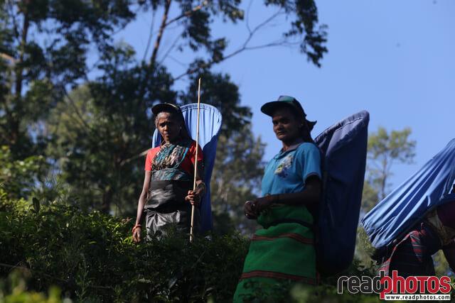 Tea pluckers, Nuwara Eliya, Sri Lanka (2) - Read Photos