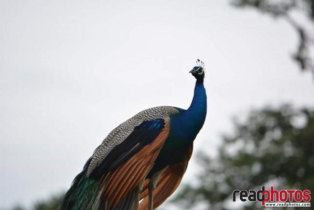 Peacock, Sri Lanka