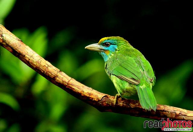 Coraciiformes, bird Sri Lanka - Read Photos