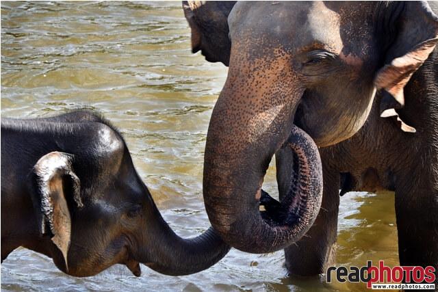 Elephant family, Sri Lanka (2)
