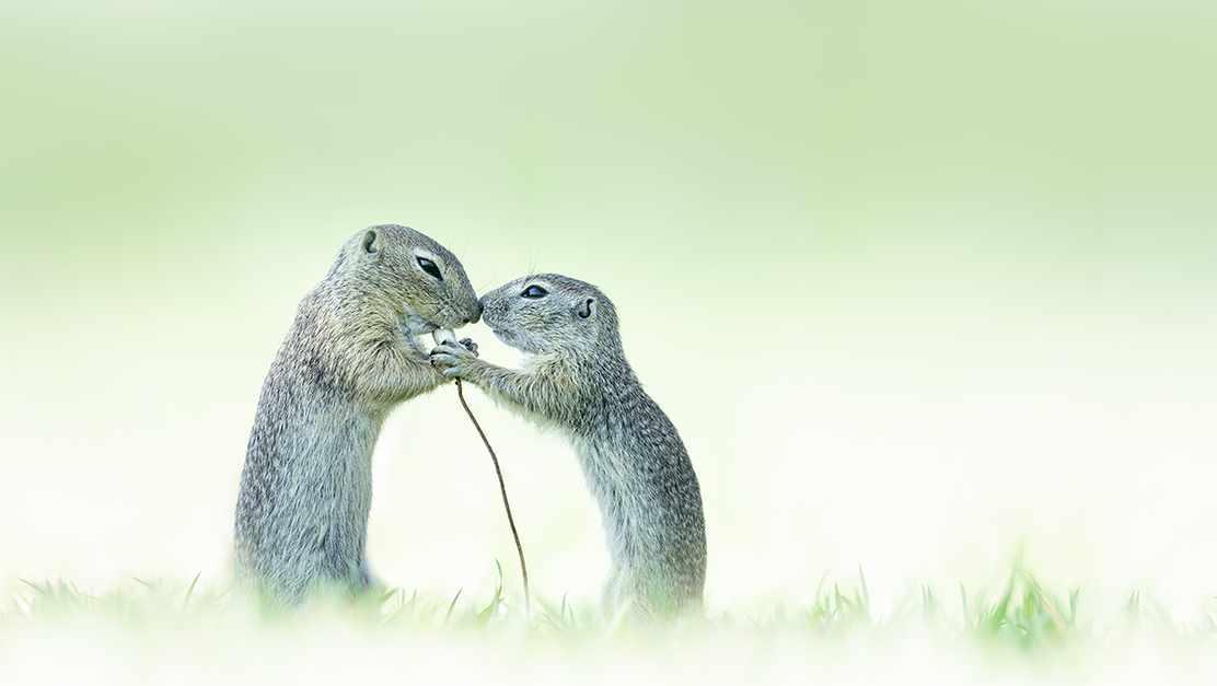 Loved-up squirrels win the Close-up Photographer of the Year competition - ScienceFocus