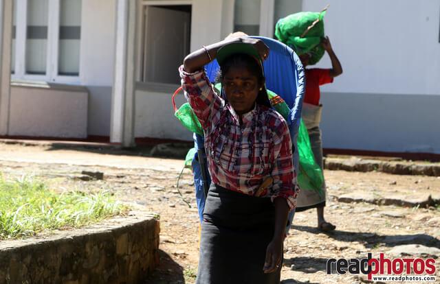 Tea pluckers, Nuwara Eliya, Sri Lanka (5) - Read Photos
