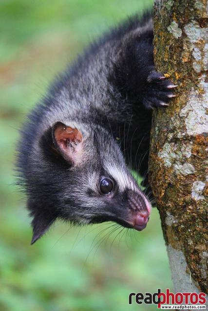 Tasmanian devil, Sri Lanka - Read Photos