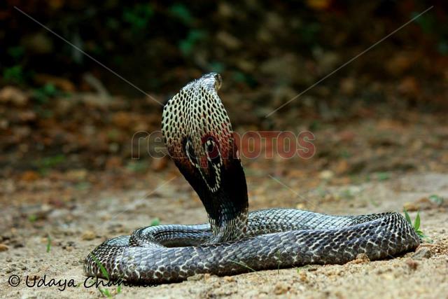 Sri Lankan cobra - Read Photos