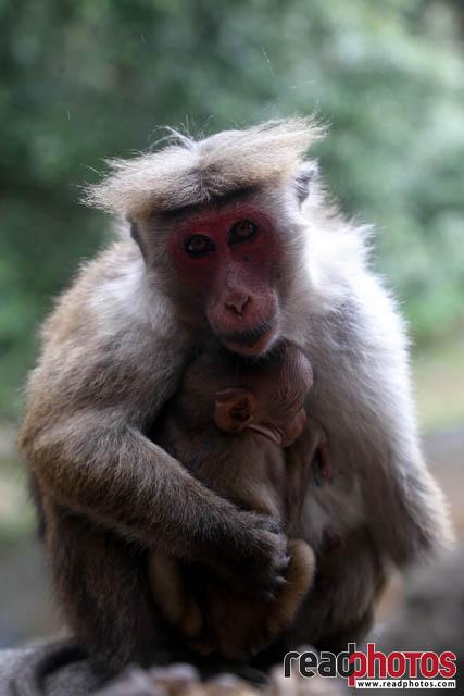 Monkeys, Sri Lanka - Read Photos