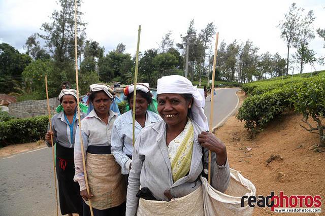 Upcountry tea pluckers Sri Lanka 12