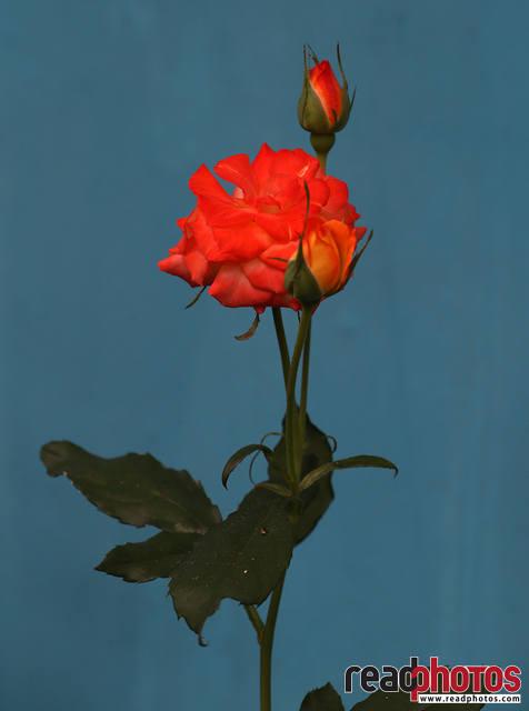 Orange color rose, Thalawakale, Sri Lanka