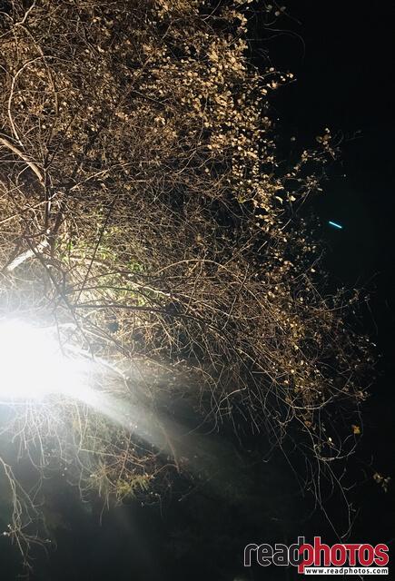 Night lights at Katharagama - Read Photos