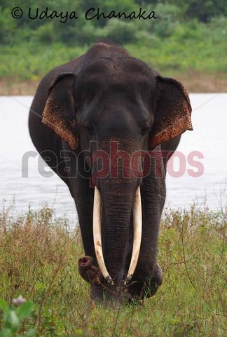 Tusker (2), Sri Lanka - Read Photos