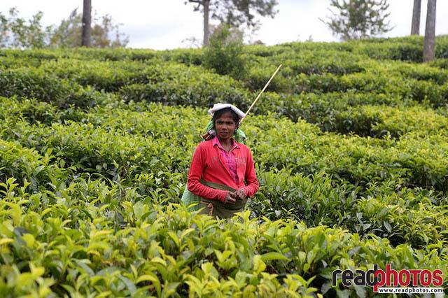 Upcountry tea pluckers Sri Lanka 10