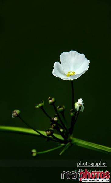 Lone flower, Sri Lanka - Read Photos