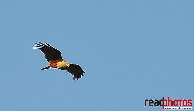 Hawk looking for a prey, Sri Lanka  - Read Photos