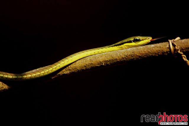 Ribbon snake, Sri Lanka - Read Photos
