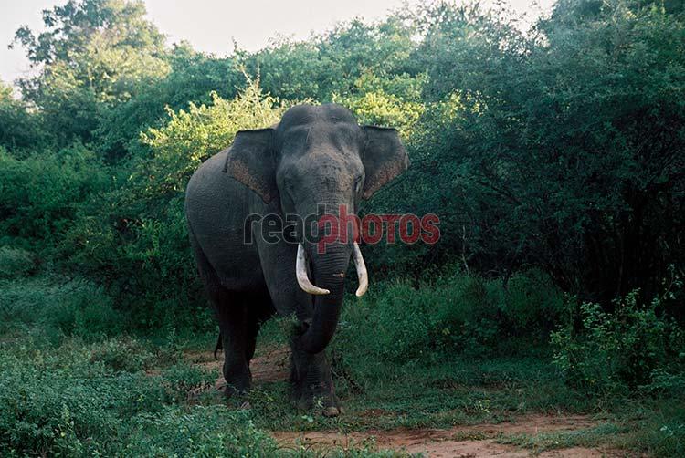 Wild Elephants Sri Lanka 