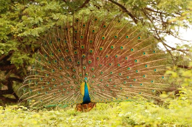 Peacock bird (2), Sri Lanka - Read Photos