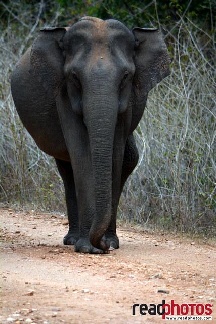Lone wild elephant, Sri Lanka