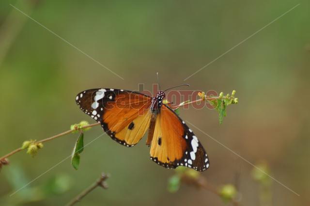 Butterfly, Sri Lanka (2) - Read Photos