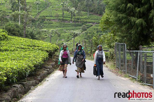 Upcountry Tea pluckers Sri Lanka 2 - Read Photos