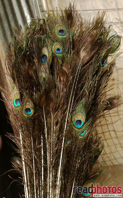 Peacock feathers, Sri Lanka