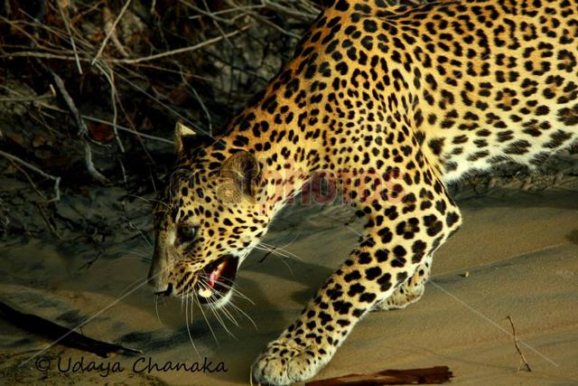 Leopard in Sri Lanka - Read Photos