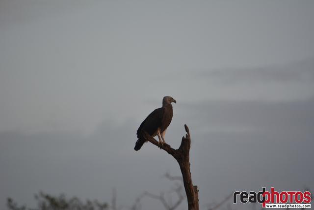 Lonely eagle on a tree branch, Sri Lanka