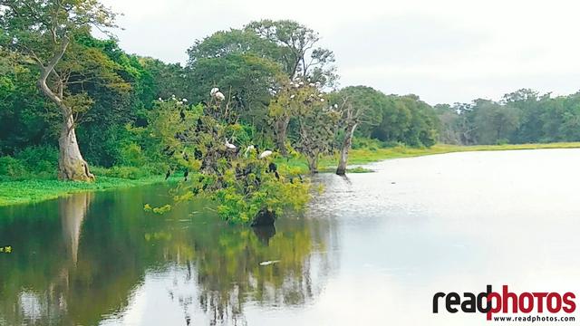 Lake view in the morning, mobile capture, Sri Lanka 
