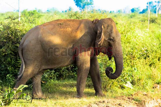 Elephant, Sri Lanka 