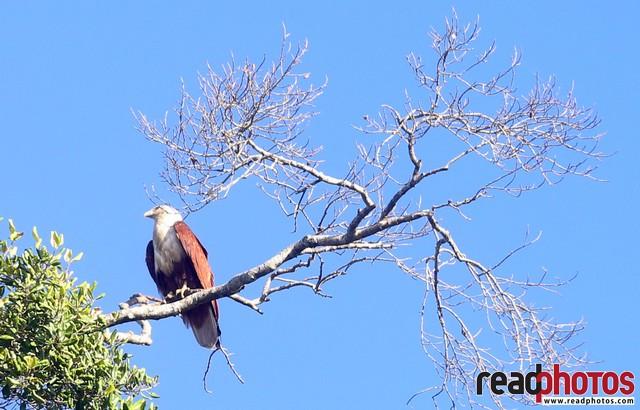 Eagle under a blue sky, Sri Lanka  - Read Photos