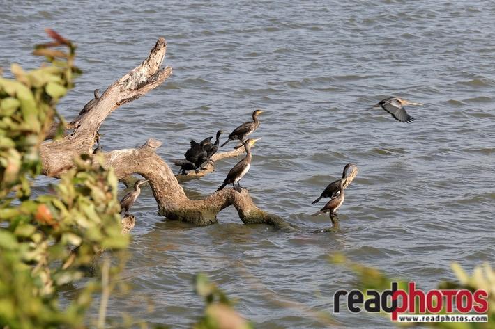 Birds by a lake - Read Photos