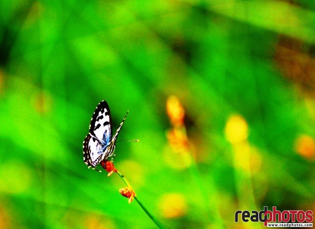Butterfly, Sri Lanka (4) - Read Photos