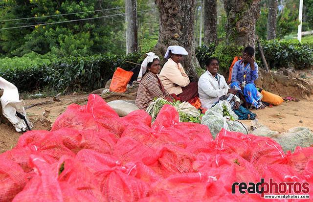Upcountry tea pluckers Sri Lanka 8