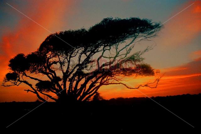 Trees silhouette, Sri Lanka  - Read Photos