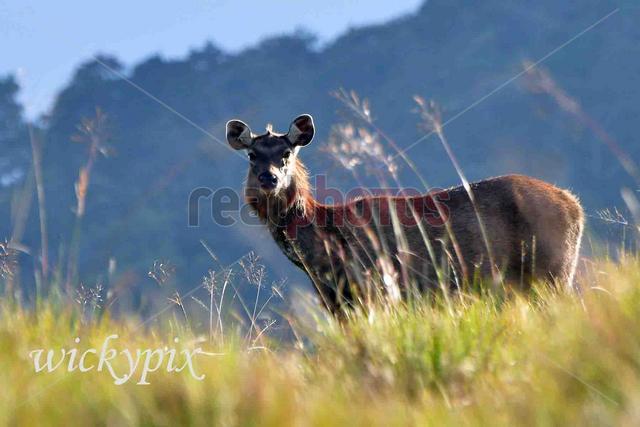 Elk, Sri Lanka - Read Photos