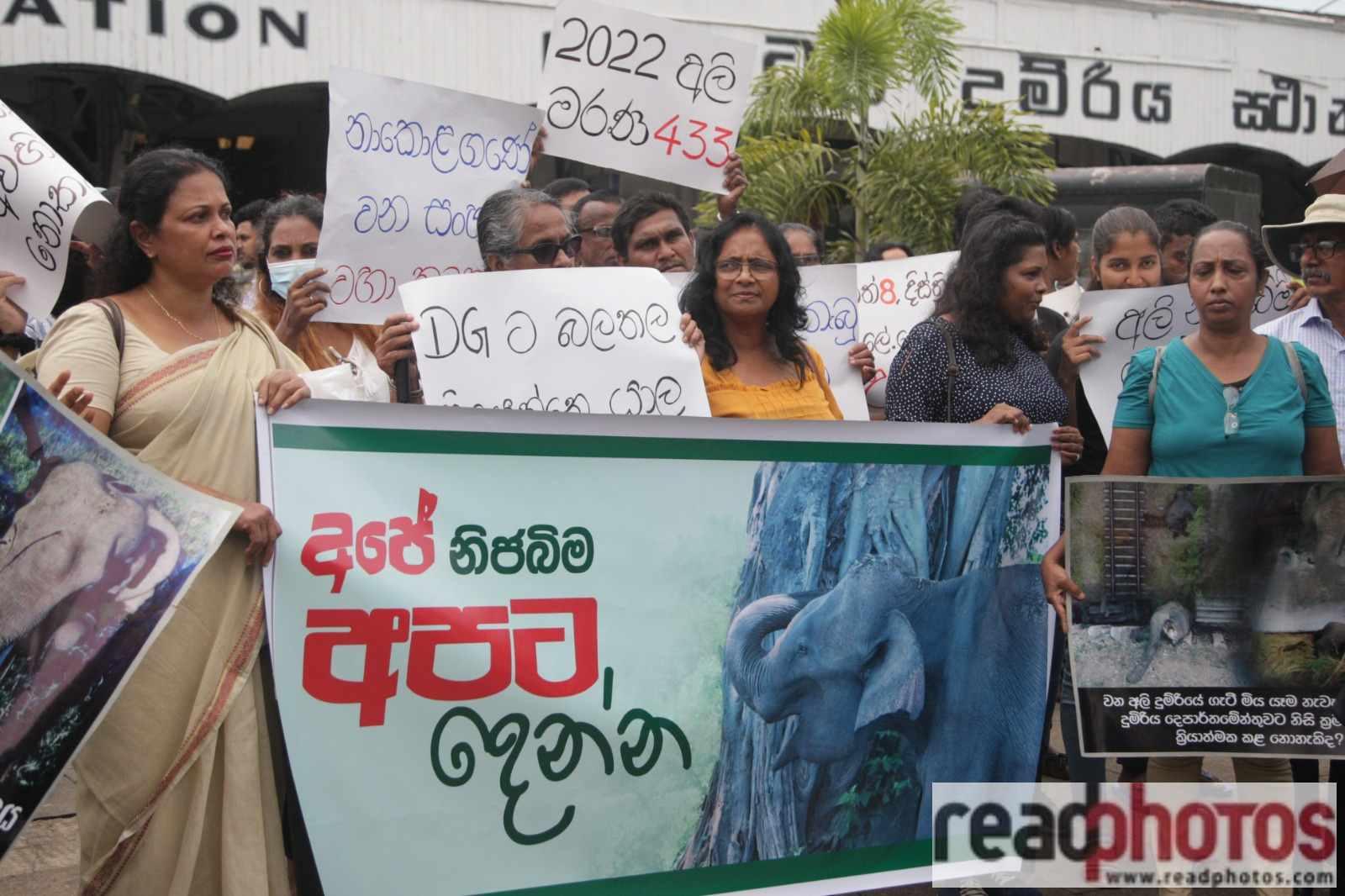 Protesters demand justice for elephants