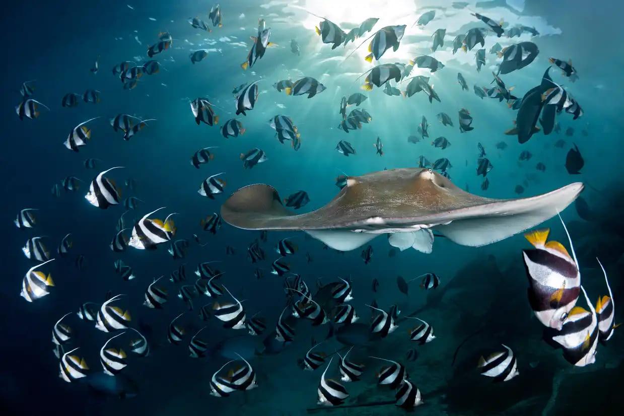 Underwater Photographer of the Year 2022 - Read Photos