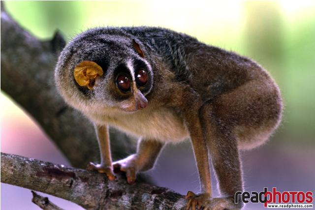 Mouse lemur, Sri Lanka
