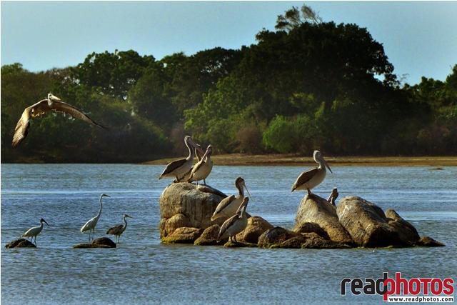 Migrating Birds, Sri Lanka - Read Photos
