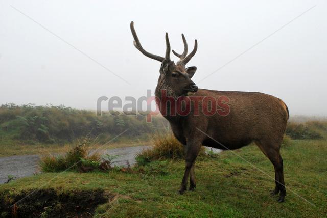 Elk, Horton place, Nuwara eliya in Sri Lanka - Read Photos