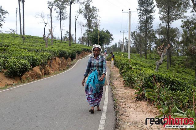 Upcountry tea pluckers Sri Lanka 14 - Read Photos
