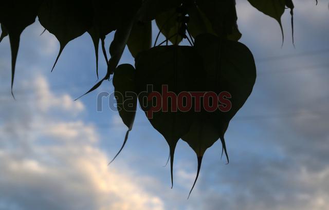 Bo Leaves, Sri Lanka - Read Photos
