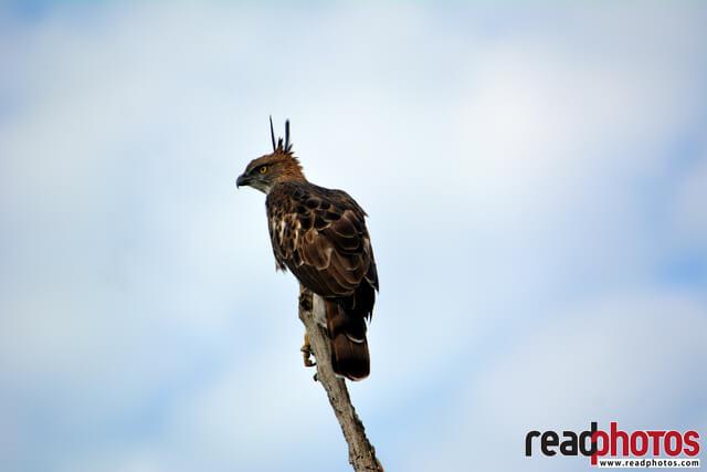 Lone Eagle, Sri Lanka - Read Photos