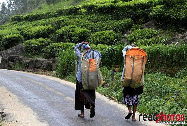 Upcountry tea pluckers Sri Lanka 5
