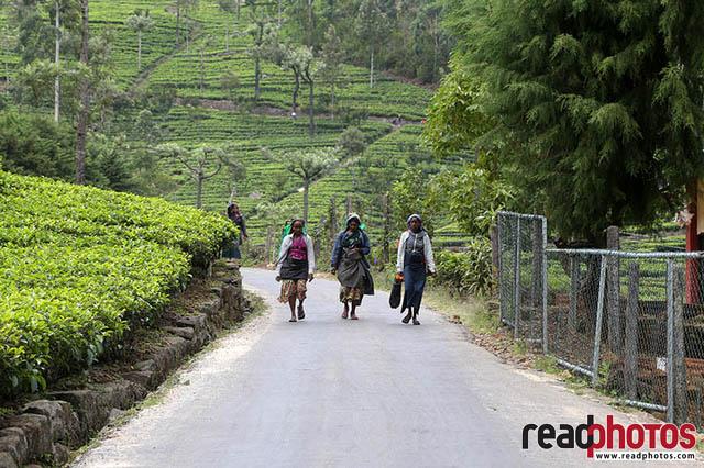 Upcountry Tea pluckers Sri Lanka 1 - Read Photos