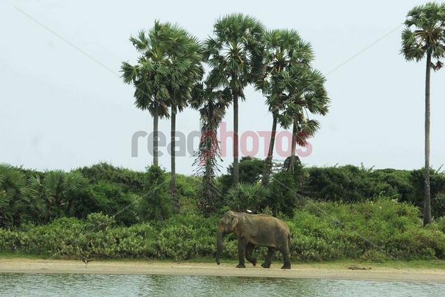 Elephant waliking, Sri Lanka
