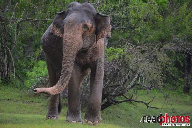 Wild elephant, Sri Lanka  - Read Photos