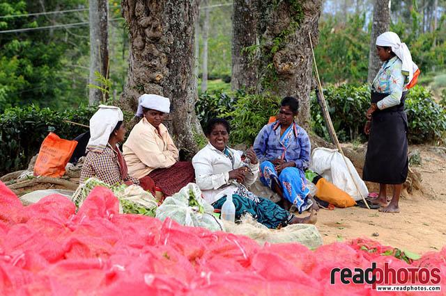 Upcountry tea pluckers Sri Lanka 9